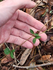 Dolichandra unguis-cati