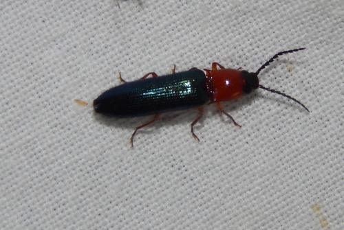 Propsephus, 2022-11-18