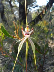 Caladenia tentaculata × venusta