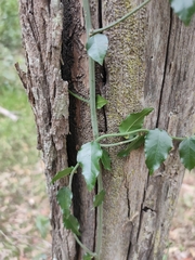 Ventilago pubiflora