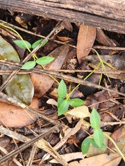 Dolichandra unguis-cati