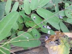 Desmodium psilophyllum