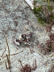 Scorpaena guttata