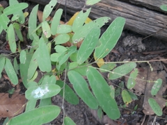 Desmodium psilophyllum