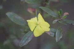 Hibbertia obtusifolia