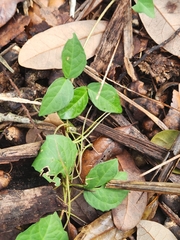 Dolichandra unguis-cati