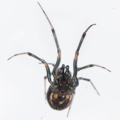 Steatoda hespera