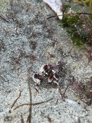 Scorpaena guttata