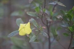 Hibbertia obtusifolia
