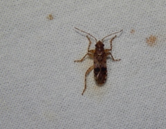Lygaeoidea