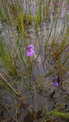 Utricularia