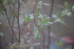 Hibbertia obtusifolia