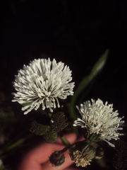 Gymnocoronis spilanthoides