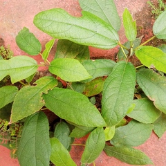 Ficus hispida