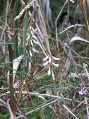 Vicia acutifolia