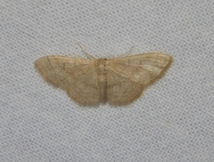 Scopula spoliata