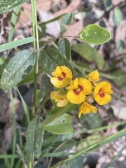 Podolobium scandens
