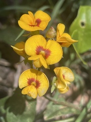 Podolobium scandens