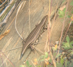 Pseudemoia rawlinsoni