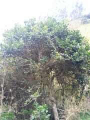 Luma apiculata