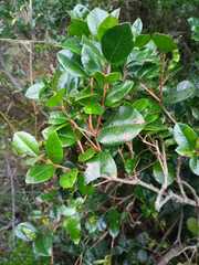 Luma apiculata
