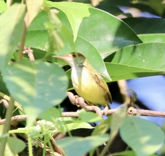 Orthotomus atrogularis