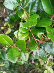 Luma apiculata