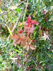 Rosa centifolia