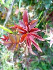 Rosa centifolia