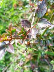 Rosa centifolia
