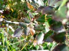 Rosa centifolia