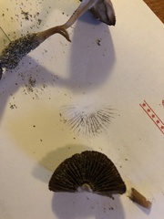 Psilocybe allenii