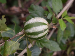 Rosenbergiodendron formosum