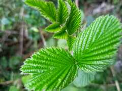 Rubus niveus