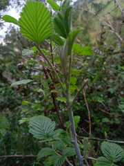 Rubus niveus