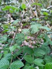 Rubus niveus