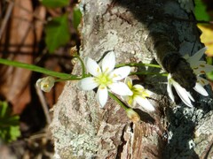 Nothoscordum