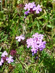 Verbena pulchella