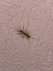 Scutigera coleoptrata
