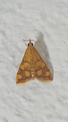 Pyrausta phoenicealis