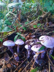 Cortinarius lebre