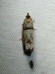 Notocelia culminana