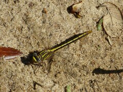 Phanogomphus minutus