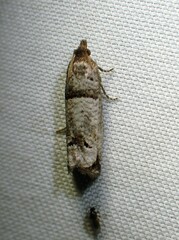 Notocelia culminana