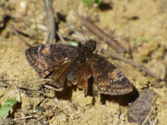 Erynnis zarucco