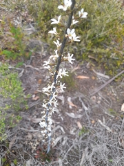 Stylidium carnosum