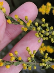 Solidago juliae