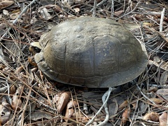 Terrapene carolina major