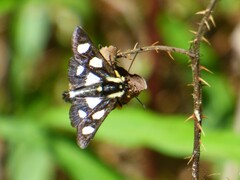 Alypia octomaculata
