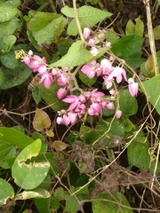 Antigonon leptopus